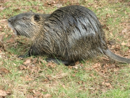 Brüggen : An den Schwalmauen, Nutria